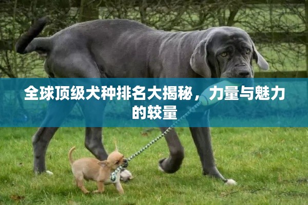 全球頂級犬種排名大揭秘,力量與魅力的較量