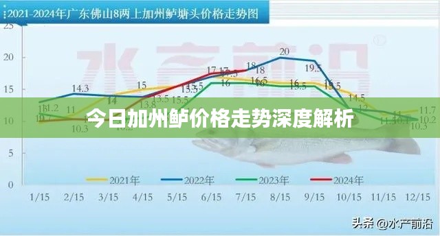 今日加州鱸價格走勢深度解析