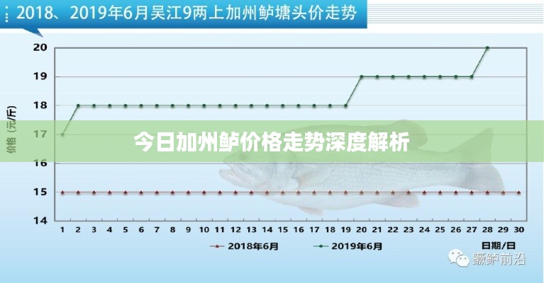 今日加州鱸價格走勢深度解析