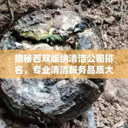 揭秘西雙版納清潔公司排名,專業(yè)清潔服務品質(zhì)大比拼!