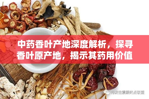 中藥香葉產地深度解析,探尋香葉原產地,揭示其藥用價值