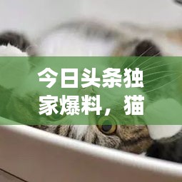 今日頭條獨家爆料,貓咪萌態(tài)視頻走紅,全網(wǎng)矚目引發(fā)關注熱潮