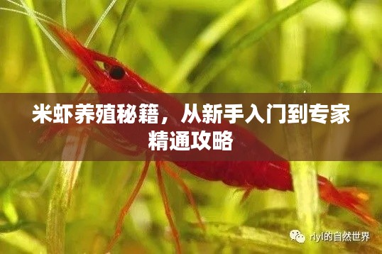 米蝦養(yǎng)殖秘籍,從新手入門到專家精通攻略