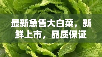 最新急售大白菜，新鮮上市，品質保證！