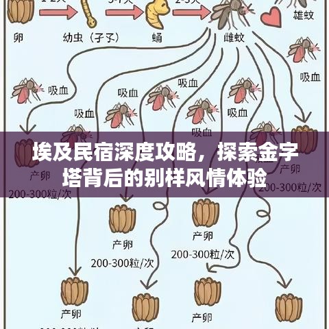 埃及民宿深度攻略,探索金字塔背后的別樣風(fēng)情體驗(yàn)