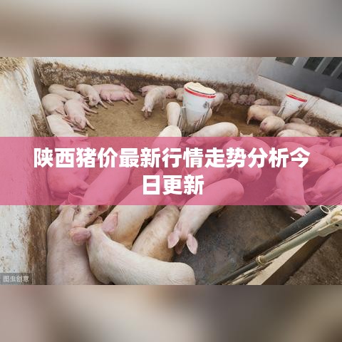 陜西豬價最新行情走勢分析今日更新