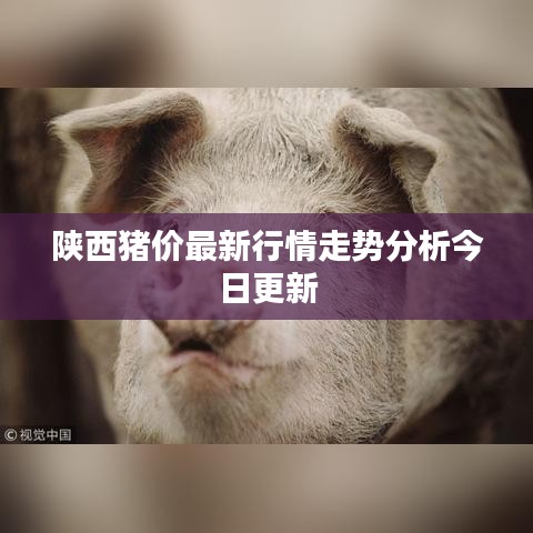 陜西豬價最新行情走勢分析今日更新