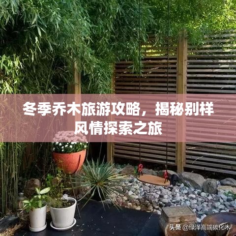 冬季喬木旅游攻略,揭秘別樣風情探索之旅