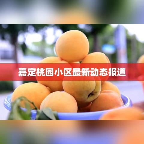 嘉定桃園小區最新動態報道
