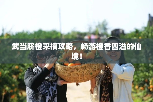 武當臍橙采摘攻略,暢游橙香四溢的仙境!