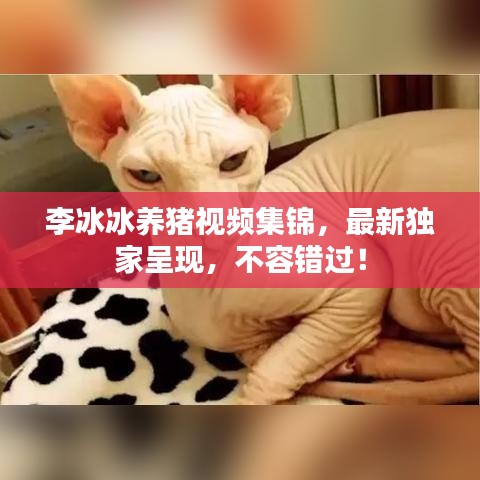 李冰冰養豬視頻集錦,最新獨家呈現,不容錯過!