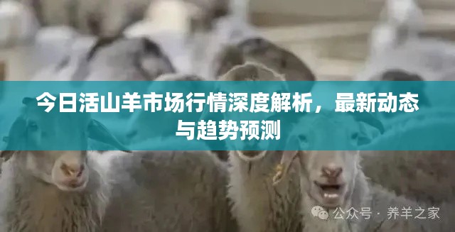 今日活山羊市場行情深度解析,最新動態與趨勢預測