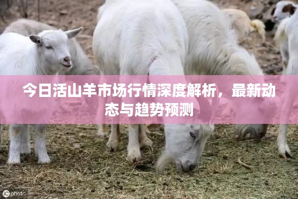 今日活山羊市場行情深度解析,最新動態與趨勢預測