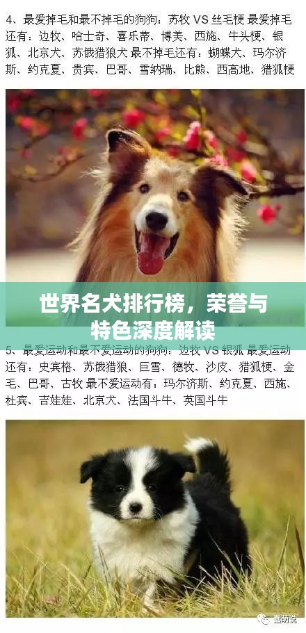 世界名犬排行榜,榮譽與特色深度解讀