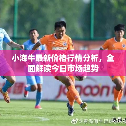 小海牛最新價(jià)格行情分析，全面解讀今日市場(chǎng)趨勢(shì)