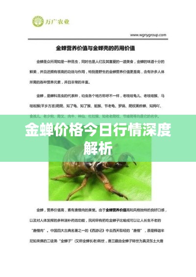 金蟬價格今日行情深度解析