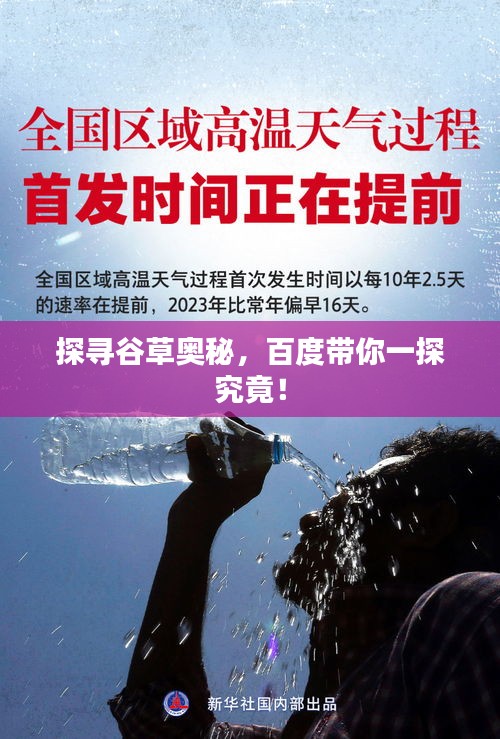 探尋谷草奧秘,百度帶你一探究竟!