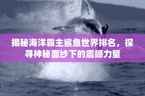 揭秘海洋霸主鯊魚世界排名,探尋神秘面紗下的震撼力量