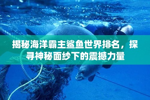 揭秘海洋霸主鯊魚世界排名，探尋神秘面紗下的震撼力量